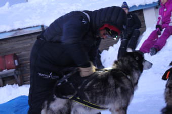 Mitch Seavey beds down his team in Kaltag during the Iditarod. Seavey was expected to finish in Nome sometime Tuesday evening. (Photo by Ben Matheson/KNOM)