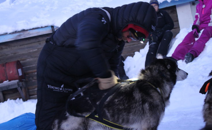 Mitch Seavey beds down his team in Kaltag during the Iditarod. Seavey was expected to finish in Nome sometime Tuesday evening. (Photo by Ben Matheson/KNOM)