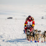Mitch Seavey mushes on the outskirts of Nome on Tuesday afternoon. The elder Seavey finished the 2017 Iditarod in record time Tuesday, March 14, 2017. (Photo by David Dodman/ KNOM)