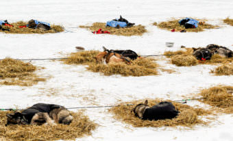 Sleepy sled dogs belonging to Pete Kaiser, Ray Redington, Jr., and Jason Mackey rest at Galena during the Iditarod. (Photo by Zachariah Hughes/Alaska Public Media)