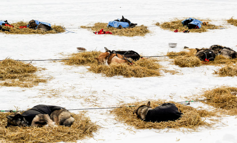 Sleepy sled dogs belonging to Pete Kaiser, Ray Redington, Jr., and Jason Mackey rest at Galena during the Iditarod. (Photo by Zachariah Hughes/Alaska Public Media)