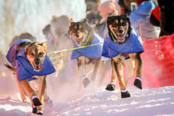 Nicolas Petit’s Iditarod team begins its 2017 race in Fairbanks. (Photo by Ben Matheson/KNOM)