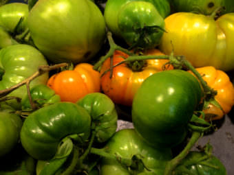 Freshly harvested tomatoes during the late summer of 2016 provide incentive for the 2017 season.