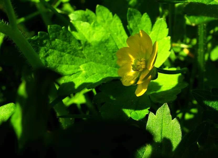 Buttercup flower in bloom in late May in a North Douglas back yard.
