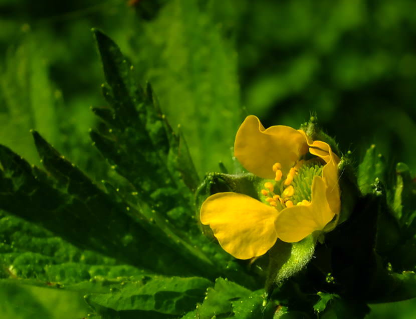Buttercup flower in bloom in late May in a North Douglas back yard.