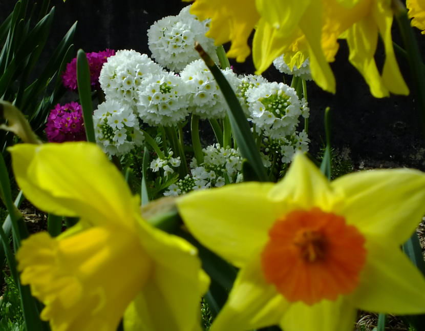 Primroses and daffodils simultaneously bloom in a North Douglas flower bed.