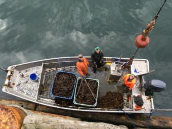 Nick Mangini’s crew pictured from above following harvest. Tamsen Peeples far right. (Photo by Kayla Desroches/KMXT)
