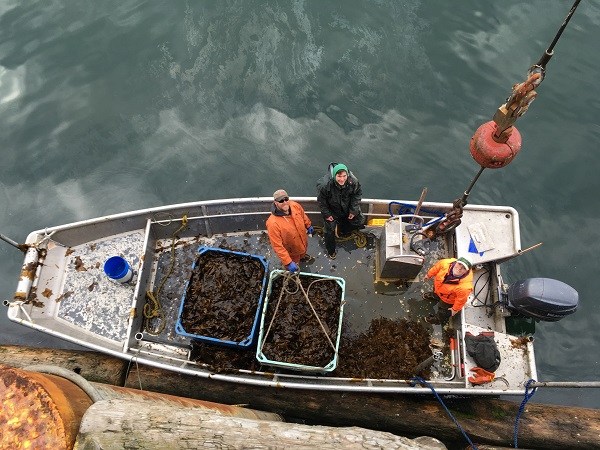 Nick Mangini’s crew pictured from above following harvest. Tamsen Peeples far right. (Photo by Kayla Desroches/KMXT)