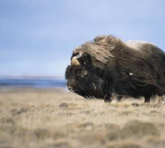muskox