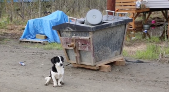 A dog in Kwethluk. (Film Academy Students / Lower Kuskokwim School District)