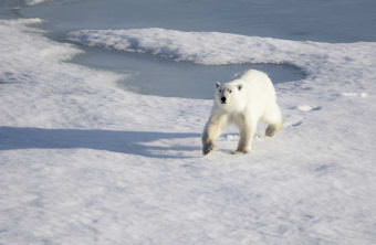 Faster-moving sea ice brought on my rapid global warming is added to the physiological stress of Alaska's polar bears, a new study says. Creative Commons photo by
