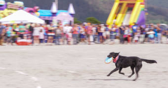 Butch returns the Frisbee during the Super Dog Frisbee Contest in Douglas on July 4, 2016. (Photo by Jeremy Hsieh/KTOO)
