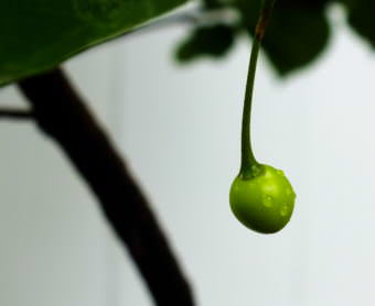 Extreme close-up of a new cherry growing from a young Telephone Hill cherry tree planted at the KTOO Agricultural Test Station and Garden of Science.