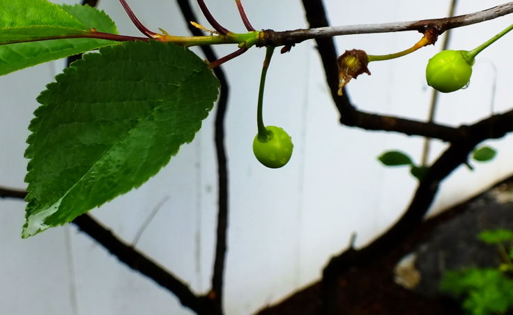 Extreme close-up of new cherries growing from a young Telephone Hill cherry tree planted at the KTOO Agricultural Test Station and Garden of Science.