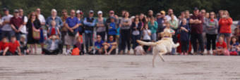 Lota makes a leaping catch during the Super Dog Frisbee Contest in Douglas on July 4, 2016.
