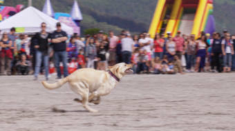 Lota dashes out from home plate during the Super Dog Frisbee Contest in Douglas on July 4, 2016.