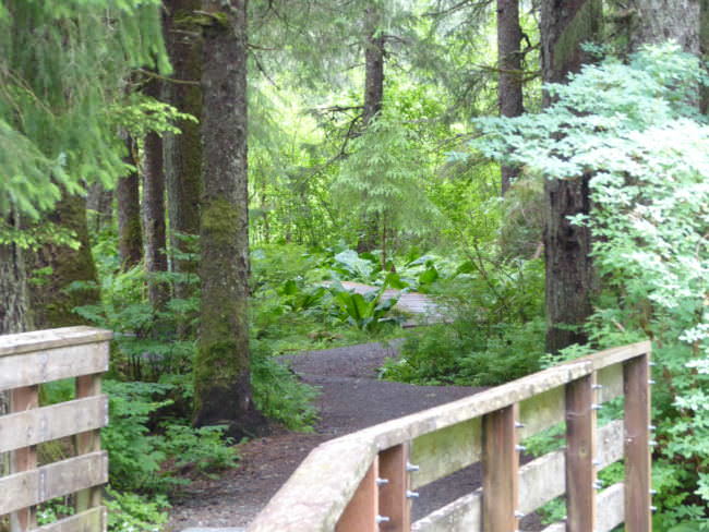 Trail leading away from the Under Thunder trailhead. (Photo by Quinton Chandler/KTOO)