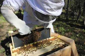 Pamela Murphy slides up one of nine trays that fills a wooden crate to show bees in the early stages of building a honeycomb. (Photo by Avery Lill/KDLG)
