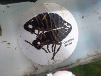 One-tenth of an inch long, C. dectes is easy to miss. Although hardy, the “funnybug” could not have survived glaciation. So what’s it doing in Sitka? (Photo by Robert Woolsey/KCAW)