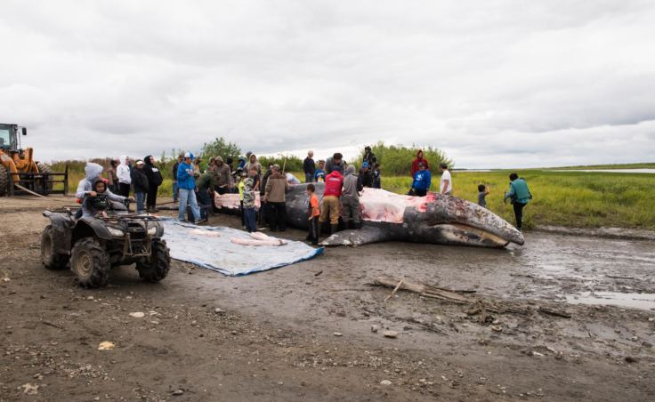 The whale killed in the Kuskokwim River on Thursday night is butchered and the meat and blubber distributed to people up and down the river. (Photo by Katie Basile / KYUK)