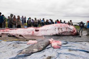 The whale killed in the Kuskokwim River on Thursday night is butchered and the meat and blubber distributed to people from up and down the river on Saturday, July 29, 2017. (Photo by Katie Basile/KYUK)
