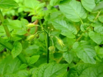 Flower buds form on potato plants in a North Douglas garden