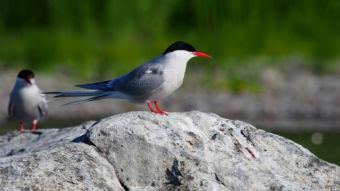 Arctic Terns. (Creative Commons photo by Bryan Wilkins/Flickr)