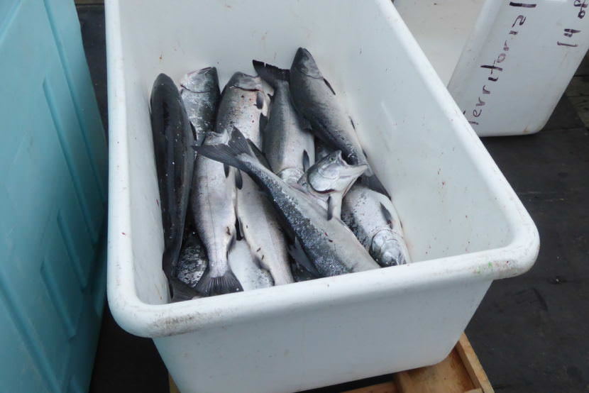 A small tub used to collect fish from boats as they check in at Auke Bay weigh station. The tub is half filled with salmon.