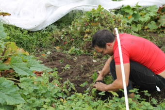 David Parrish weeds his plot at C Street Community Gardens. (Photo by Henry Leasia/Alaska Public Media)