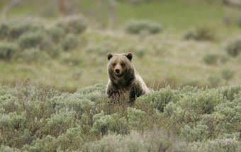 The Yellowstone grizzly bear has been delisted from the Endangered Species Act. (Photo courtesy Jim Peaco/Natioanl Park Service)