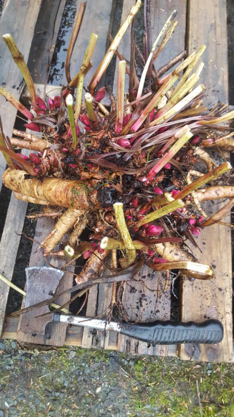 Get the hatchet for dividing peonies. (Photo courtesy of Ed Buyarski)