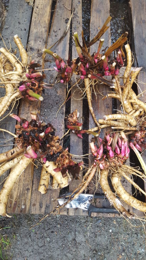 Peonies divided and ready for planting. (Photo courtesy of Ed Buyarski)