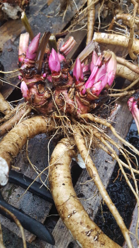 Peony plant ready to be divided. (Photo courtesy of Ed Buyarski)