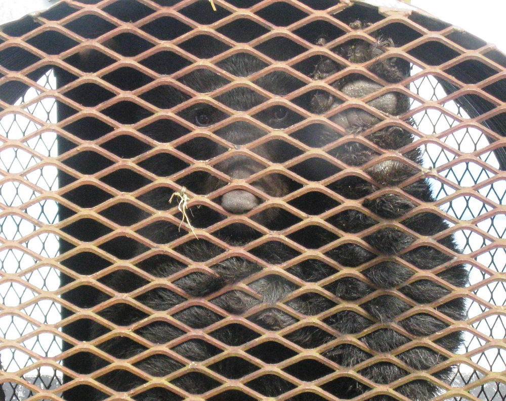 A black bear was captured near early this month and moved to Farragut Bay on the mainland north of Petersburg. (Photo courtesy of Alaska Department of Fish and Game)