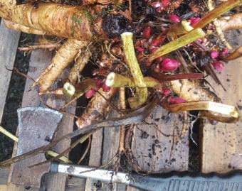 Get the hatchet for dividing peonies. (Photo courtesy of Ed Buyarski)