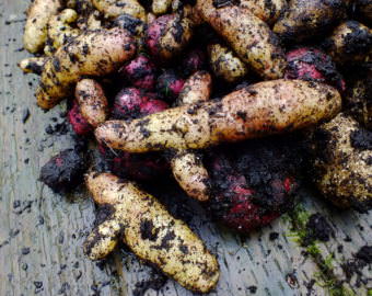 A whale of a potato harvest: A North Douglas gardener harvests his potato crop on Thursday. It's unclear why so many potatoes grew into the shape of marine mammals, but it likely has to do with the particular variety of fingerling potatoes. All of these potatoes will go into temporary storage unwashed since their skins are still so thin and delicate.