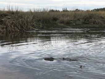 Pink salmon swim around in Beluga Slough. (Photo by Aaron Bolton/KBBI)