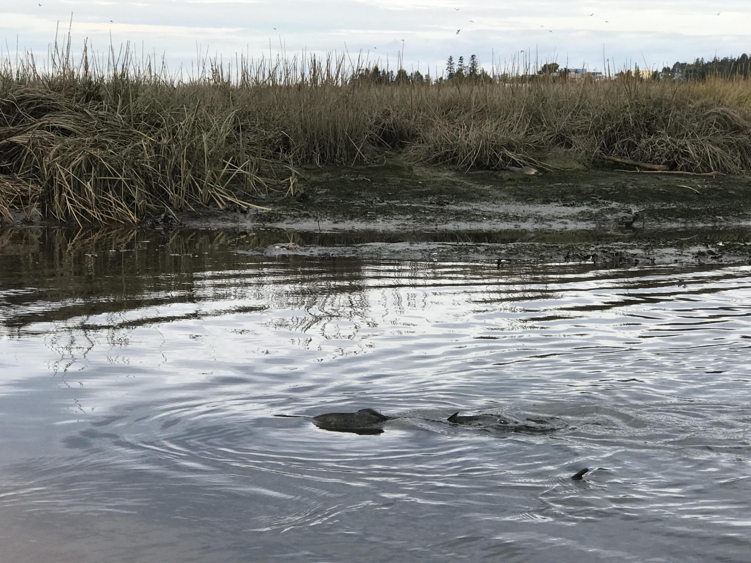 Pink salmon swim around in Beluga Slough. (Photo by Aaron Bolton/KBBI)