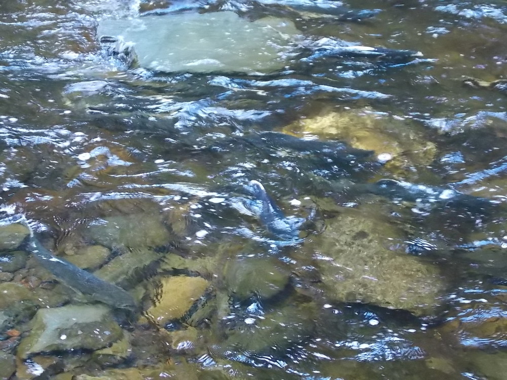 Pink salmon spawn in City Creek near Petersburg. (File photo by KFSK)