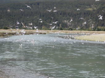 A flood notice was issued for the Taiya River by the National Weather Service. The warning extends into early Saturday morning. (Photo by Emily Files/KHNS)