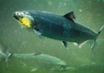 The intersection of the Sockeye run and the Chinook run. (Creative Commons photo by Ingrid Taylar/Flickr)