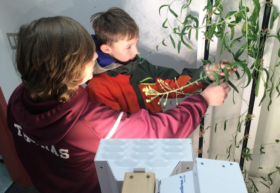 Fawn Mountain Elementary School students Cyress Tibbitts and Declan Thomas check some of the lettuce plants growing in the school’s aquaponics room. (Photo by Leila Kheiry/KRBD )
