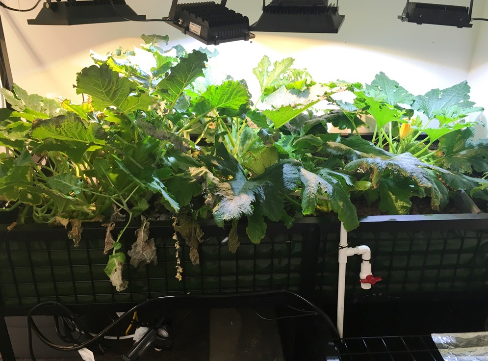 Plants grow in the Fawn Mountain Elementary School aquaponics room. On the table are zucchini, tomatoes, basil and lettuce. (Photo by Leila Kheiry/KRBD)