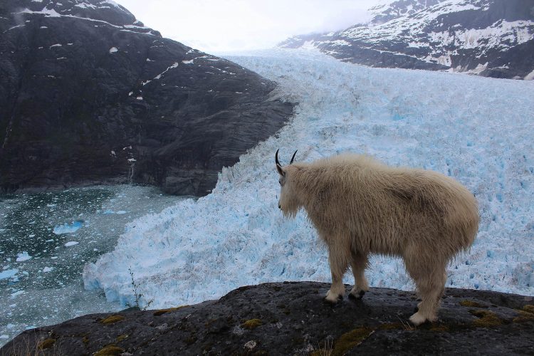 Time-lapse cameras caught this mountain goat gazing at the LeConte Glacier terminus. (Photo courtesy of Christian Kienholz, University of Alaska Southeast)
