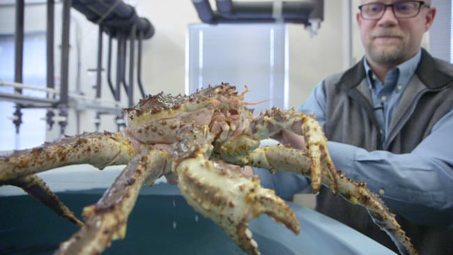 An adult male red king crab in Bob Foy's Kodiak laboratory. (Photo by Eric Keto / Alaska's Energy Desk)