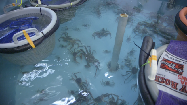 Crabs are housed in tanks with varying pH and temperature, to mimic the conditions researchers predict will prevail in Alaska waters decades from now. (Photo by Eric Keto / Alaska's Energy Desk)