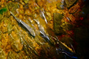 Pink salmon swim in Cabin Creek on eastern Mitkof Island. (Photo courtesy Cindi Lagoudakis)