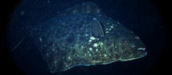 Scientists have found fewer younger halibut in survey fishing done up and down the U.S. and Canada coast this year, which could signal decline in upcoming years. (Photo courtesy International Pacific Halibut Commission)
