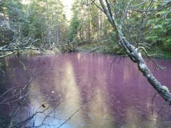 Bill Johnson snapped this photo of a pink pond he spotted along the Herbert Glacier trail on Nov. 4, 2017. The surface appears to be beginning to freeze.