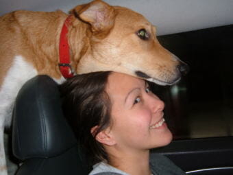 While traffic safety experts say a dog moving freely in a car can be dangerous for the driver, passengers, other motorists and the pet, it’s perfectly legal in most states. (Photo by Emmett Unlimetted/Flickr)